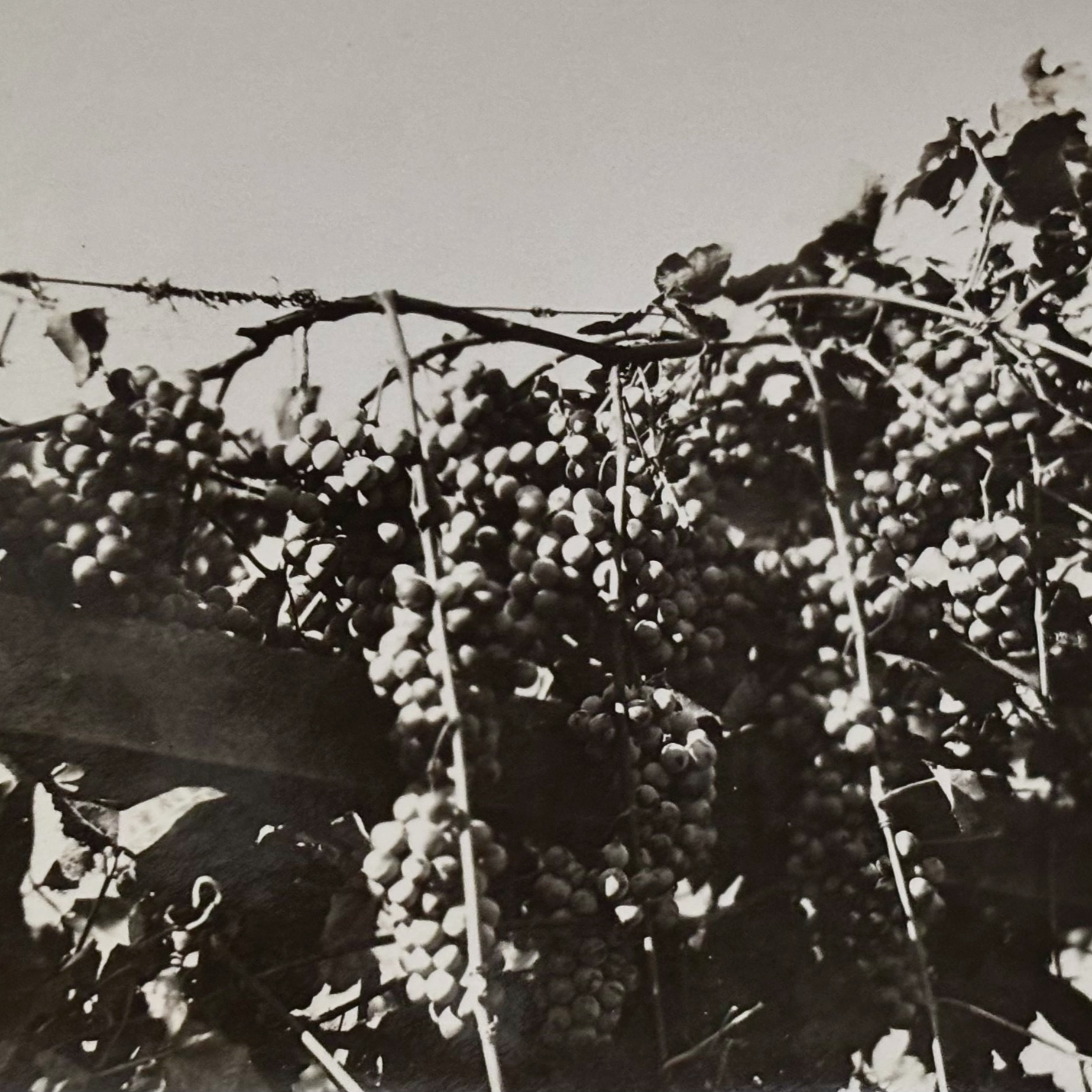Grape and Wine celebrations are this week in St. Catharines! 🍇🍷

Grape and Wine Festival was first celebrated in 1952, making this year the 74th annual celebration. 

Pictured here are some grapes growing at Mayholme in 1923, when it was still a working farm. 

(Photograph from the Mayholme Collection)

#grapeandwine #stcatharines #history